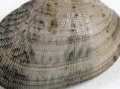 Moluscos bivalvos