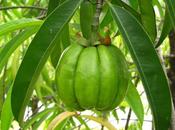 Garcinia cambogia