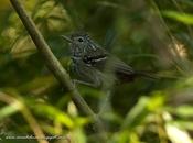 Tiluchi estriado (Dusky-tailed Antbird) Drymophila malura