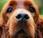 Sabías que...los bigotes perro ayudan localizar reconocer objetos