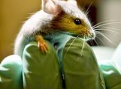 Consiguen fabricar intestinos humanos trasplantados ratones