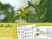 Cómo plantar tomates