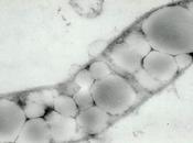 Estudio bacterias oleaginosas para producción biocombustibles