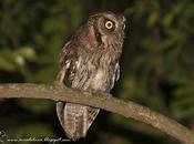 Alilicucú común (Tropical Screech-Owl) Megascops choliba