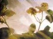 Novia accidental, Jane Feather