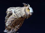 Rapaces nocturnas