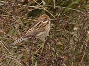 Escribano palustre colindres