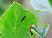 Malthinus mutabilis