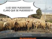 encefalogramas planos