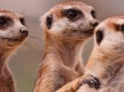 Buenas Noticias!! Francia reconoce animales como “seres vivos sensibles”