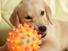 estudio confirma perros quieren juguetes nuevos