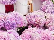 Hortensias