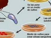 Cultivan Células Humanas para tratar diabetes tipo