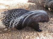 apareamientos curiosos