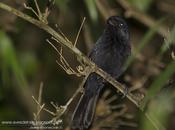 Reinamora enana (Blackish-blue Seedeater) Amaurospiza moesta