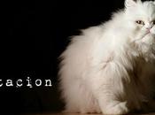 Estamos Agustito LXXXI. Expectacion...