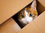 ¿Quieres gato feliz? ciencia apuesta caja cartón