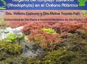 Curso Internacional sobre Diversidad Filogenia complejo Laurencia (Rhodophyta) océano Atlántico