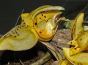 Oficialmente Ecuador país orquídeas