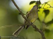 Picochato grande (Yellow-olive Flycatcher Tolmomyias sulphurescens
