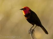 Federal (Scarlet-headed blackbird) Amblyramphus holosericeus