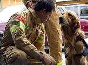 Epitafio para perro bombero