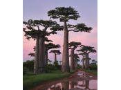 Madagascar, isla roja