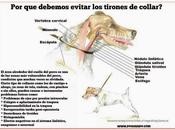 ¿Collar arnés?