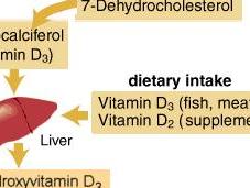 cosas sobre vitamina