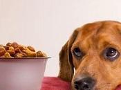 rutina comida perro (vídeo)