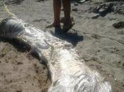 Criatura asemeja dragón encontrada costa España