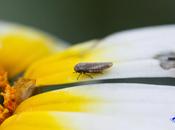 Cicadellidae