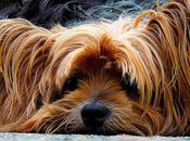 Déjale perro