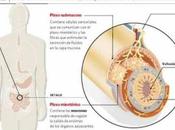 Abdomen: segundo cerebro regula emociones