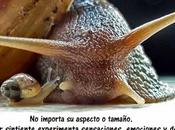 moluscos seres sintientes