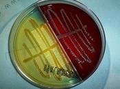 Conexiones bacterianas