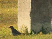 140. Digiscoping Sant Adrià: Zorzal