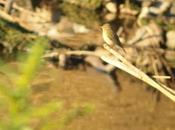 140. Digiscoping Sant Adrià: Mosquitero