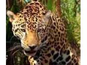 ultima frontera Jaguar (video)