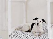 Ideas deco: crear zona bonita para mascota casa, posible!