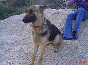 Laika Sansón buscan hogar.