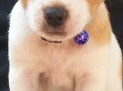 RICA, chihuahua adopción (Murcia)