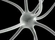 estudio indica proteínas Alzheimer pueden infectar fuera cerebro