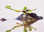 Cibernautas brasileños vencen políticos corruptos!