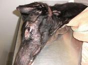 Galgo famélico rescatado,