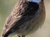 Tarabilla común-saxicola torquata-common stonechat