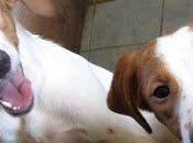 pequeños pasado demasiado