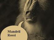 Mandril Rossi News