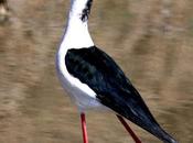 Cigüeñuela común-himantopus himantopus-black winged stilt