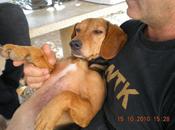 Kiko, otro desehecho cazadores